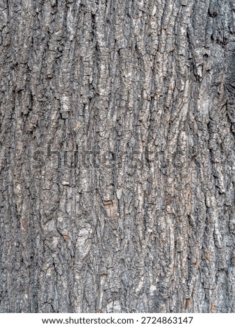 Bark texture and background of a old tree trunk. Detailed bark texture. Natural background