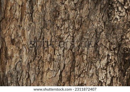 Bark texture and background of a tree trunk. Detailed bark texture. Natural background.