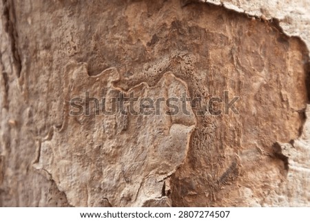 Bark texture close up with rough brown wood surface and natural pattern for background design