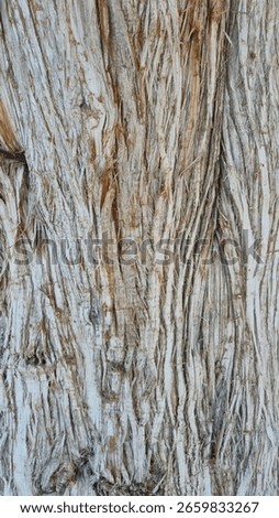 bark texture of Grecian Juniper (Juniperus excelsa) tree