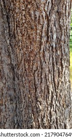 Bark Texture On An Old Tree In A Forrest