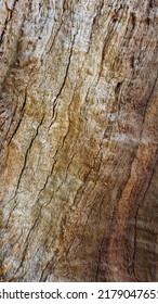 Bark Texture On An Old Tree In A Forrest