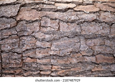 Bark Texture (Pinus Elliottii) And Full Frame