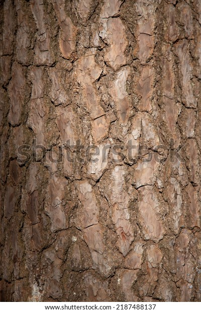 Bark Texture Pinus Elliottii Full Frame Stock Photo 2187488137