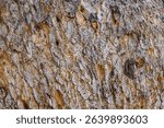 Bark texture of rare old sycamore tree in Ayia napa