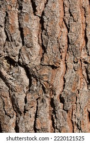 Bark Texture Of A Stone Pine Tree (Pinus Pinea)