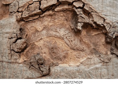 Bark texture tree bark cracked bark rough texture peeling bark wood texture brown texture natural pattern close up abstract background