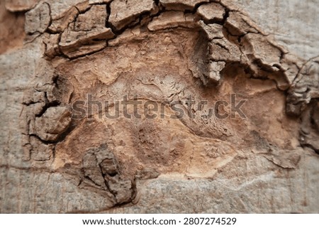 Bark texture tree bark cracked bark rough texture peeling bark wood texture brown texture natural pattern close up abstract background