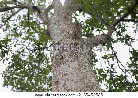 the bark that has been cut down and has been living for a long time in the central aceh area