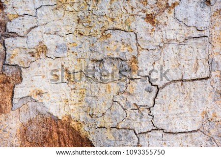 Bark of tree background