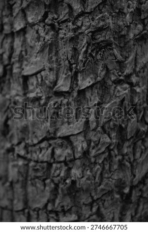 Bark of the tree black and white version