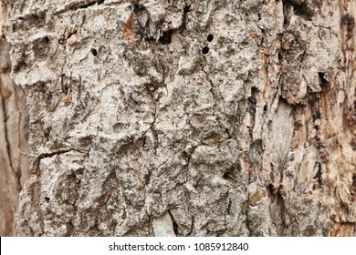 Bark of tree, closeup