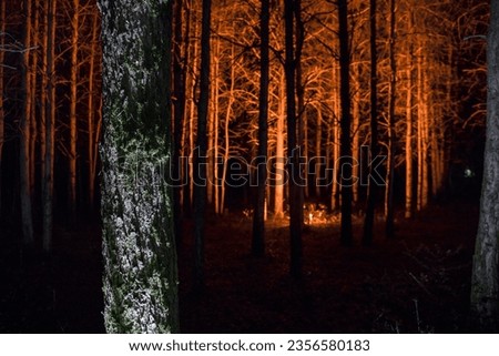 Bark of tree at the dark forest at night. Long exposure photo of tree bark. Selective focus