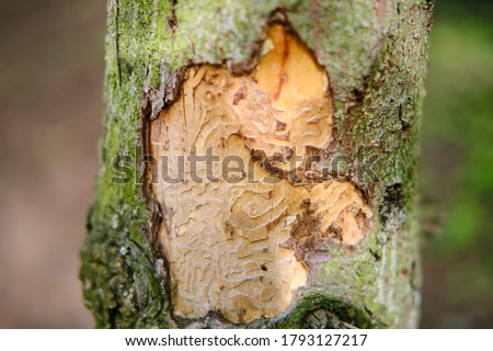 The bark of a tree eaten by a beetle against the background of a green forest