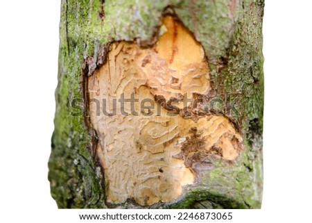 The bark of a tree eaten by a beetle against of a green forest, isolated on a white background