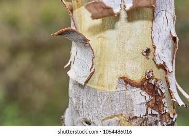 Bark tree Eucalyptus