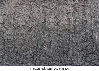 The bark of the tree is gray with a fine texture