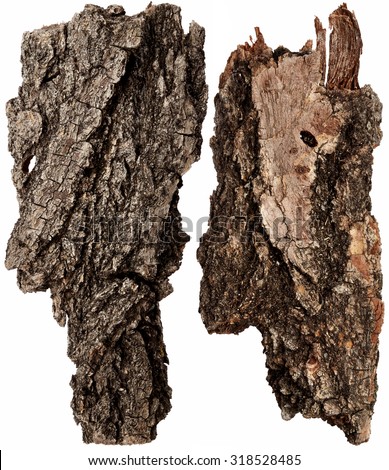 Bark tree isolated on white background