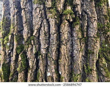 Bark of tree. Natural texture. Overgrown with moss. 