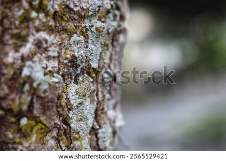 The bark of a tree, rough yet dignified,
Enveloping the life that continues to grow within.
Every crack and line holds a story,