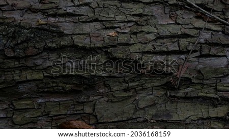 The bark of a tree, in the shade