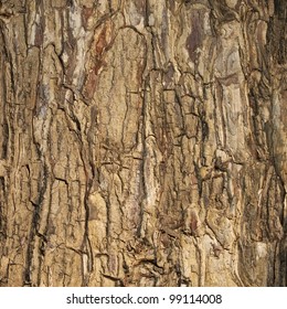 Bark Of Tree Texture