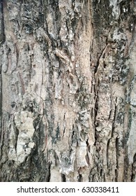 Bark of tree texture background.