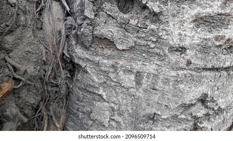 Bark Of A Tree Texture Image