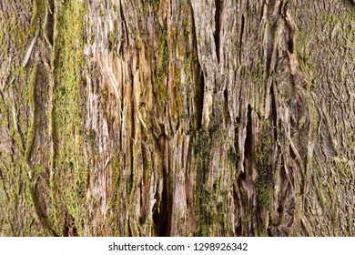 bark of a tree texture pattern background