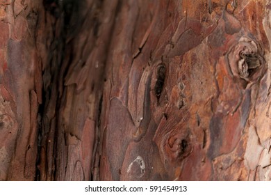 Bark of tree textured and macro
