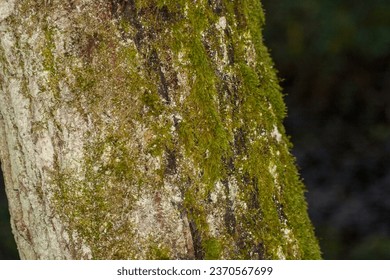 Bark of a tree trunk where we see the moss which has had time to flourish.