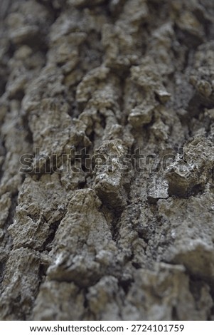 the bark of a tree in the vicinity