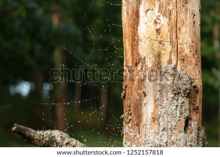 Similar – Image, Stock Photo The lonely screw