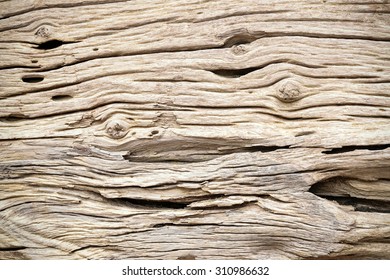  Bark Tree wood texture