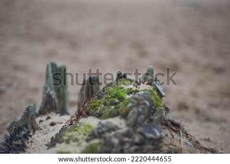 bark and treestump in the sand