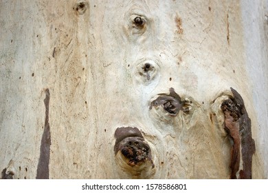 Bark of the trunk of a eucalyptus tree