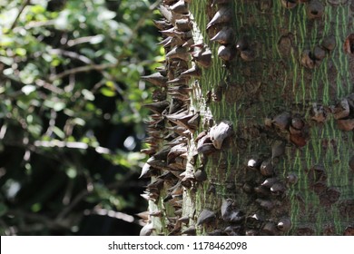 601 Giant tree spikes Images, Stock Photos & Vectors | Shutterstock