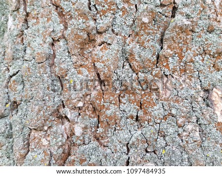 bark of a very old tree ash