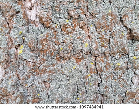 bark of a very old tree ash