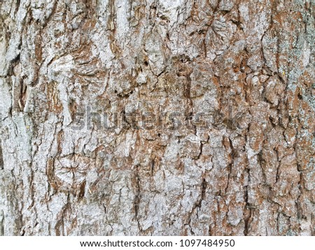 bark of a very old tree ash