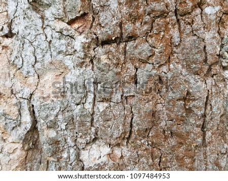 bark of a very old tree ash