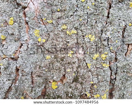 bark of a very old tree ash