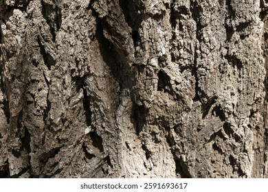 Bark of a very old tree with several incrustations and cracks.
