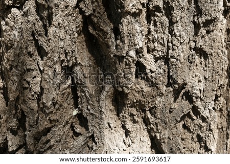 Bark of a very old tree with several incrustations and cracks.