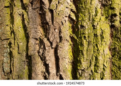 The Bark Of A Weeping Willow Tree In The Park.