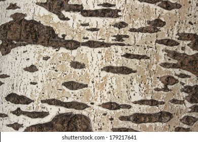 Bark Of White Poplar Tree Tall