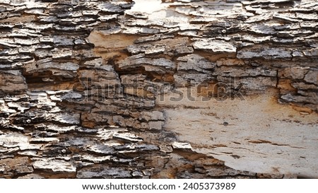 bark, wood, bark, pattern, background, material, texture