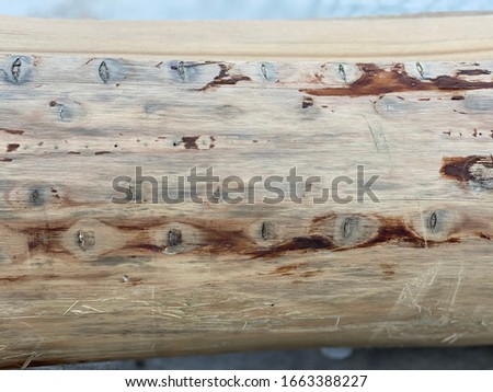 The bark-free log patterns look like Jupiter's stains.