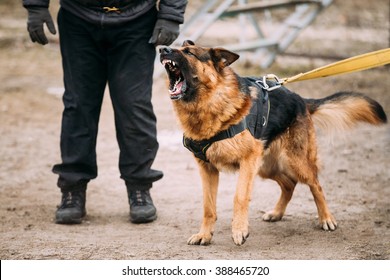 Barking Angry German Shepherd Dog On Training