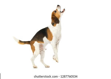 Barking Beagle Dog Isolated On White Background